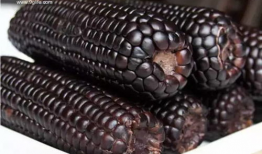 黑玉米,神秘色彩中的营养瑰宝