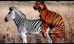 动物配种视频,自然繁衍的精彩瞬间揭秘