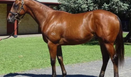 马视频,探寻马儿风采的视觉盛宴